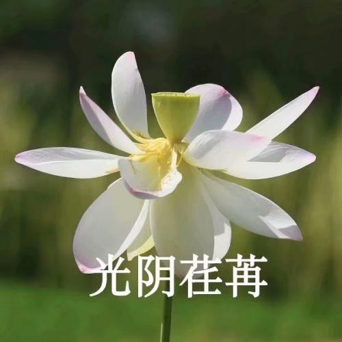 清雅脱俗莲花带字头像(82)