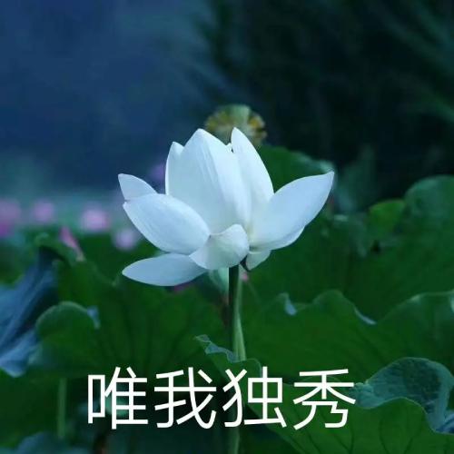 清雅脱俗莲花带字头像