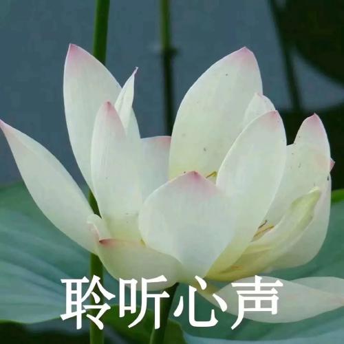 清雅脱俗莲花带字头像(22)