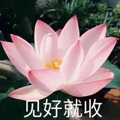 清雅脱俗莲花带字头像(68)