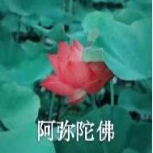 清雅脱俗莲花带字头像(72)