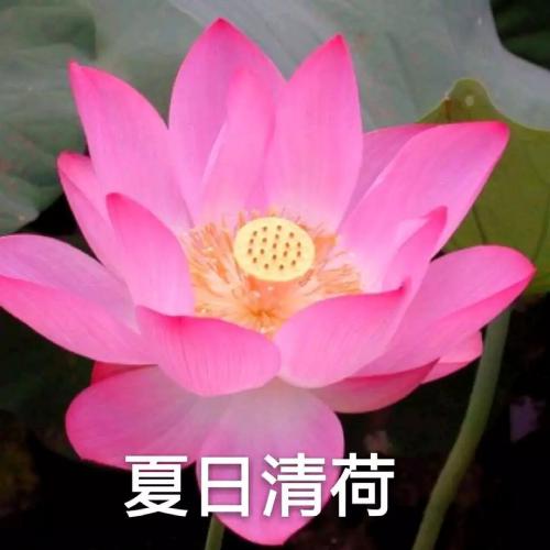 清雅脱俗莲花带字头像(20)