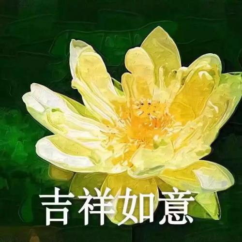 清雅脱俗莲花带字头像(24)