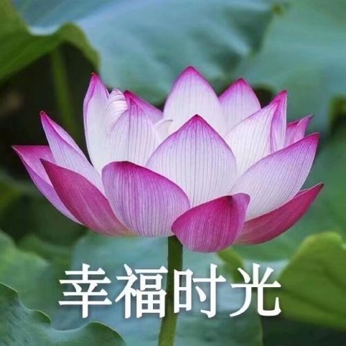 清雅脱俗莲花带字头像(7)