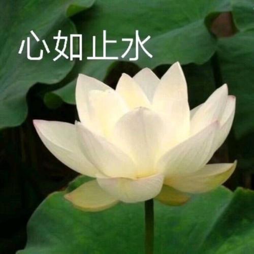 清雅脱俗莲花带字头像(15)