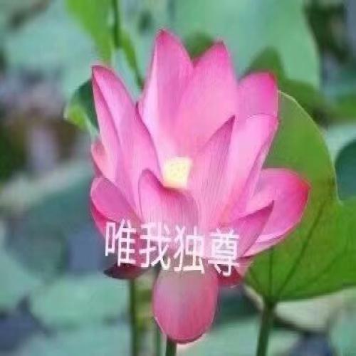 清雅脱俗莲花带字头像(81)