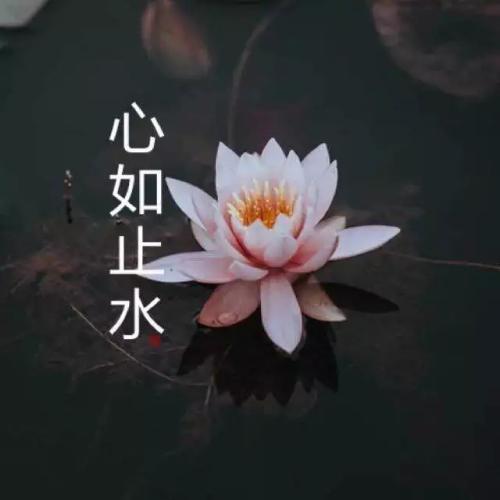 清雅脱俗莲花带字头像(14)