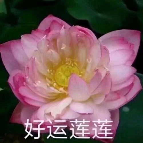 清雅脱俗莲花带字头像(13)