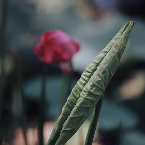 爸妈的微信头像荷花：传递温馨与美好(14)