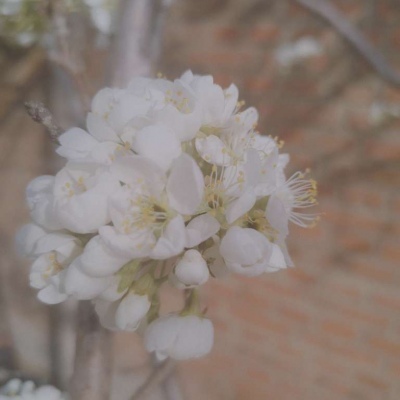 最好看的微信花朵头像(18)