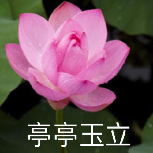 清雅脱俗莲花带字头像(71)