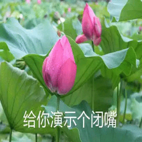 清雅脱俗莲花带字头像(39)