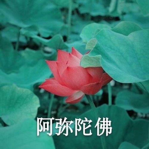 清雅脱俗莲花带字头像(17)