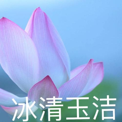 清雅脱俗莲花带字头像(9)