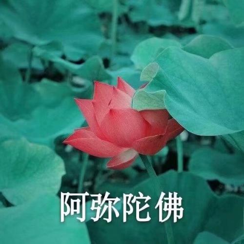 清雅脱俗莲花带字头像(78)