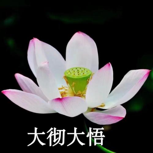 清雅脱俗莲花带字头像(48)