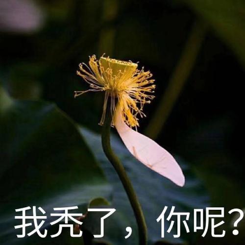 清雅脱俗莲花带字头像(27)