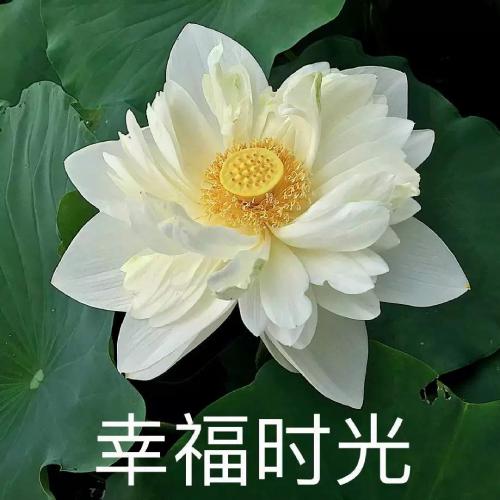 清雅脱俗莲花带字头像(6)