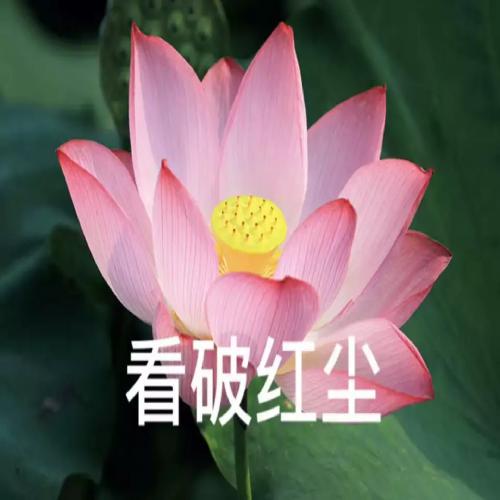 清雅脱俗莲花带字头像(18)