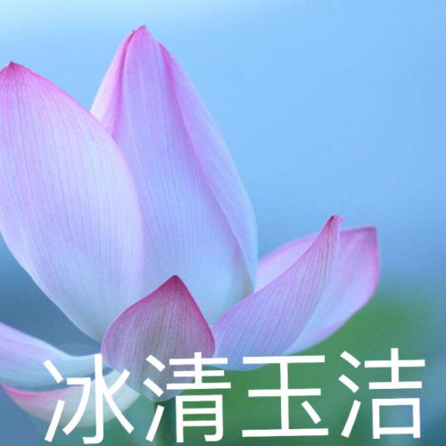 清雅脱俗莲花带字头像(64)