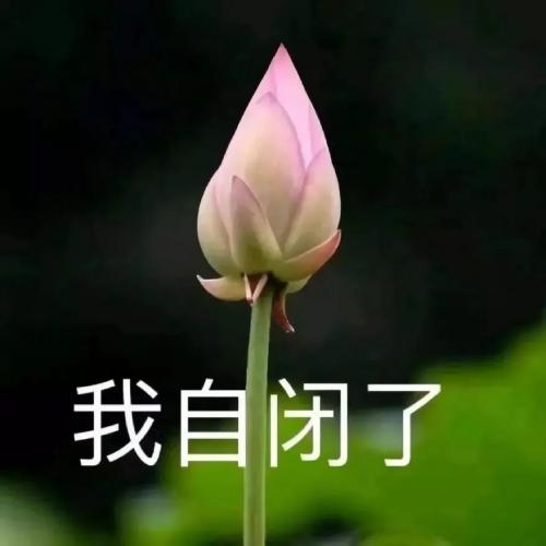 清雅脱俗莲花带字头像(84)