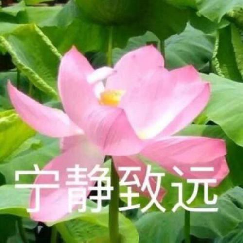 清雅脱俗莲花带字头像(26)