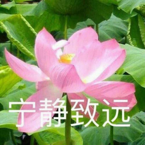 清雅脱俗莲花带字头像(58)