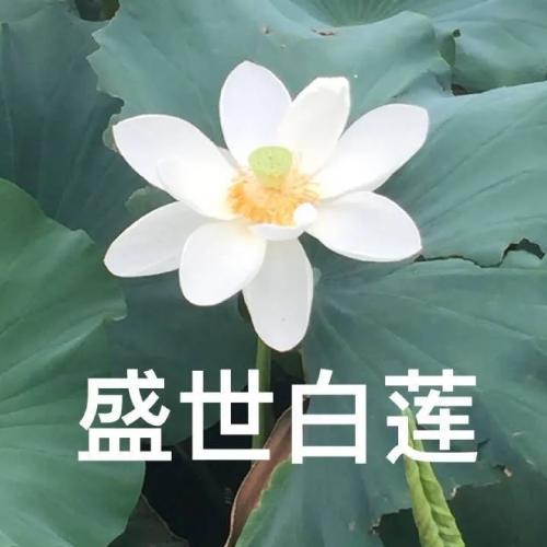 清雅脱俗莲花带字头像(21)