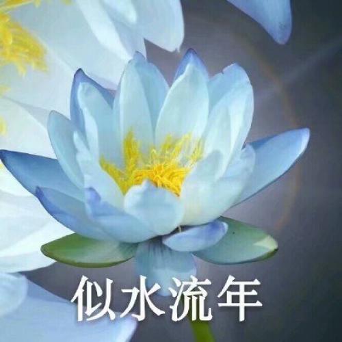 清雅脱俗莲花带字头像(35)