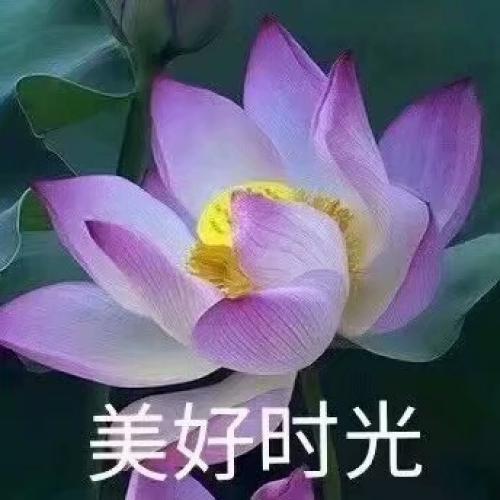 清雅脱俗莲花带字头像(77)