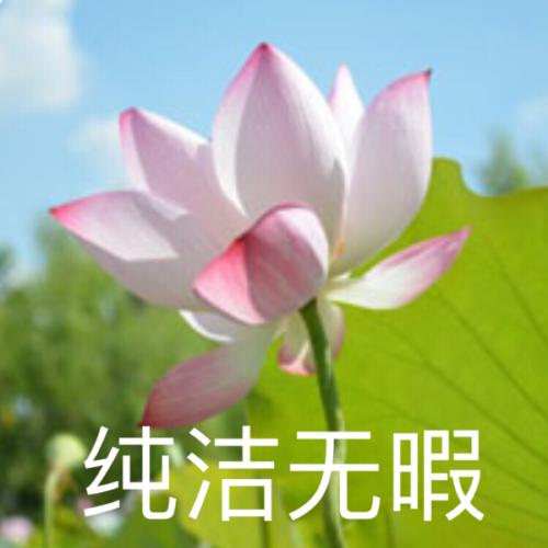 清雅脱俗莲花带字头像(73)