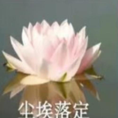 清雅脱俗莲花带字头像(57)