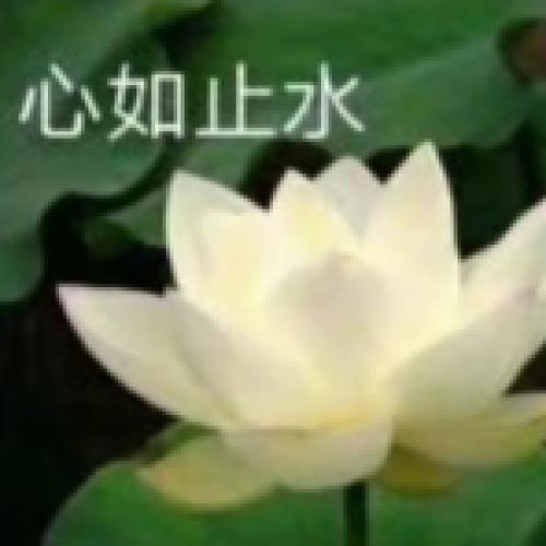 清雅脱俗莲花带字头像(61)