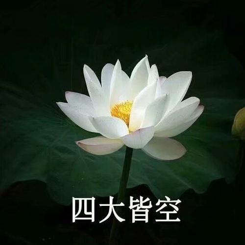 清雅脱俗莲花带字头像(63)