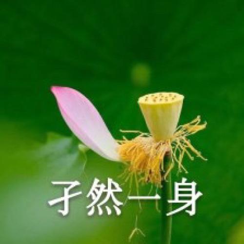 清雅脱俗莲花带字头像(28)