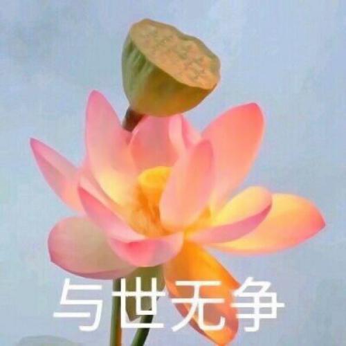 清雅脱俗莲花带字头像(32)