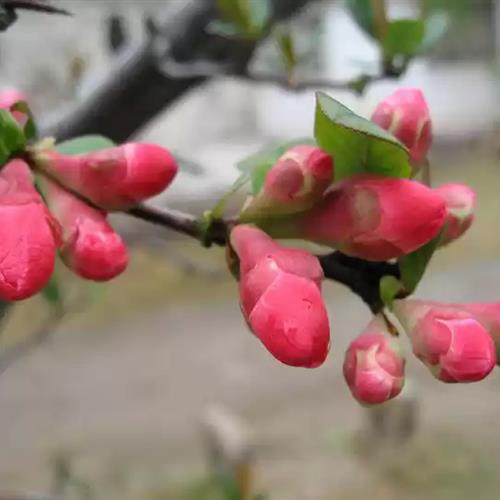 花的世界：好看花朵头像合集(14)