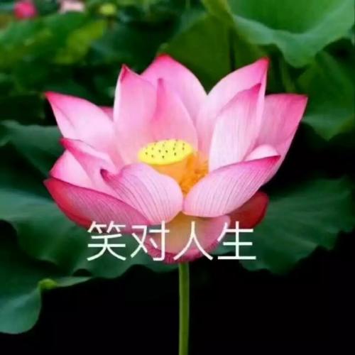 清雅脱俗莲花带字头像(41)