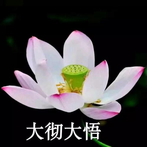 清雅脱俗莲花带字头像(10)