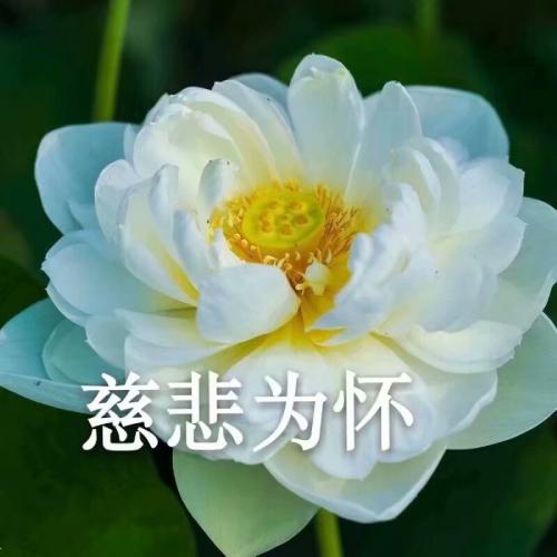 清雅脱俗莲花带字头像(75)