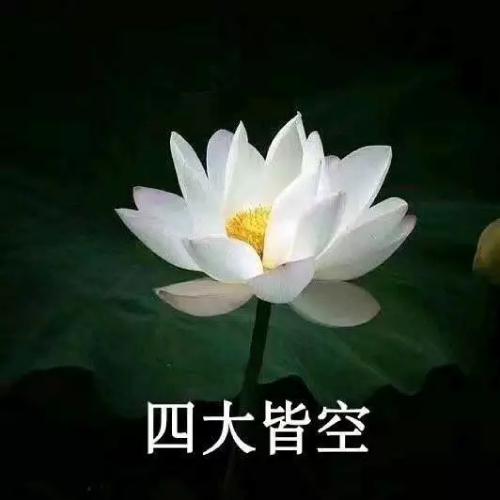 清雅脱俗莲花带字头像(12)