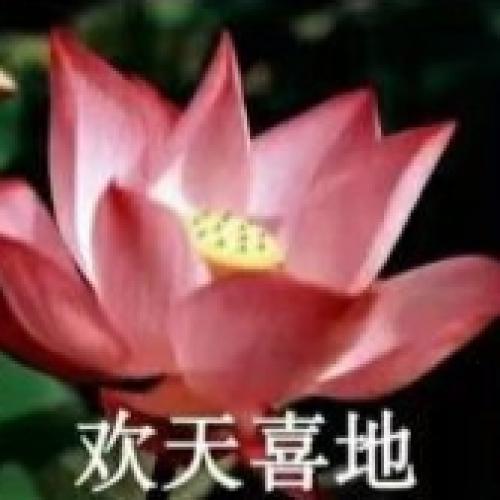 清雅脱俗莲花带字头像(55)