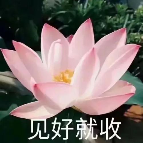 清雅脱俗莲花带字头像(31)