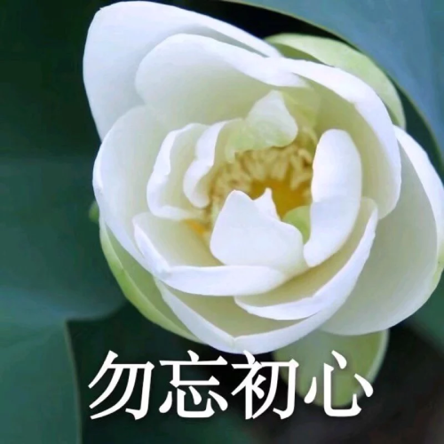 清雅脱俗莲花带字头像(33)