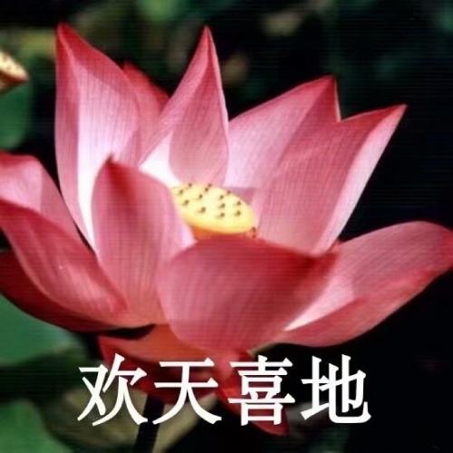 清雅脱俗莲花带字头像(5)