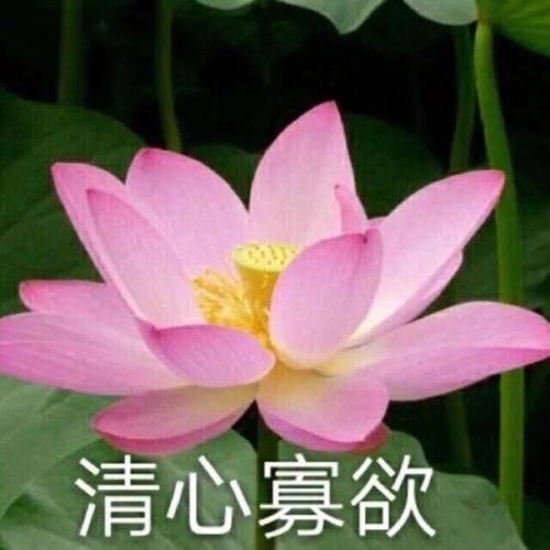 清雅脱俗莲花带字头像(42)