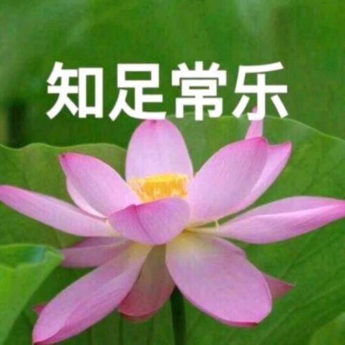 清雅脱俗莲花带字头像(3)