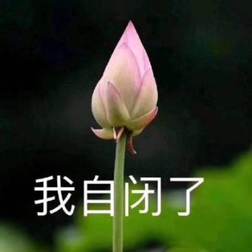 清雅脱俗莲花带字头像(45)