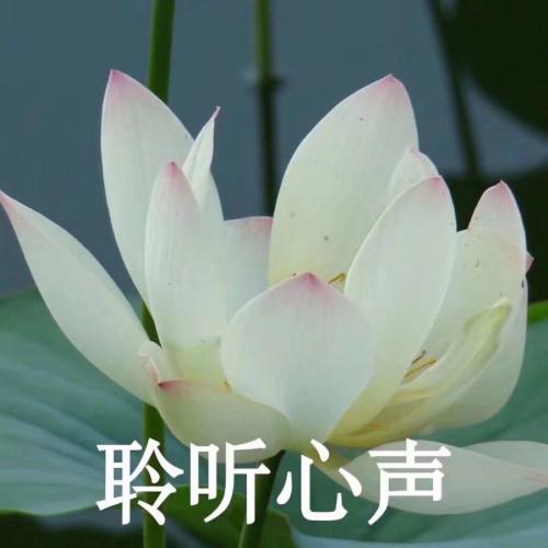 清雅脱俗莲花带字头像(46)