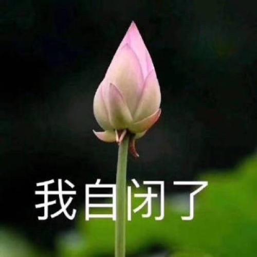 清雅脱俗莲花带字头像(40)